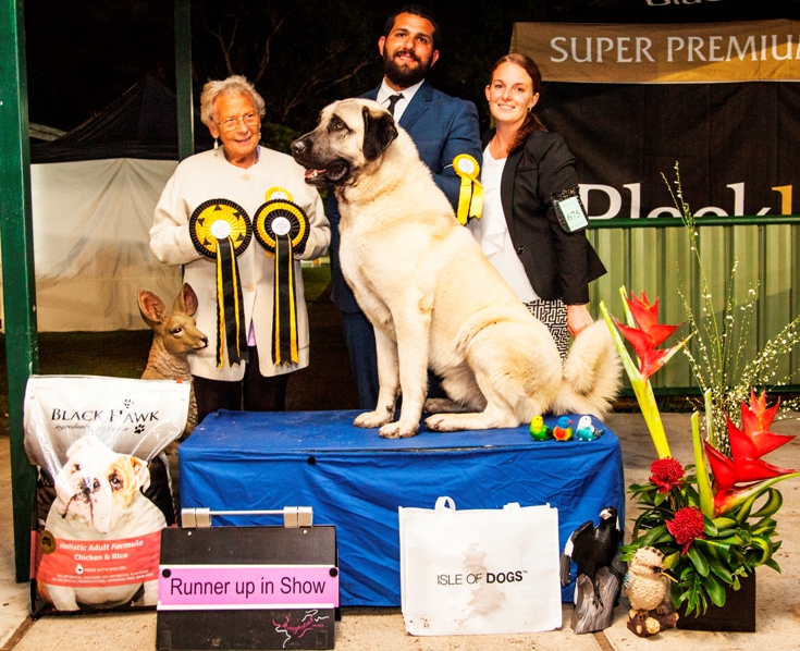 jaffa - anatolian shepherd dog