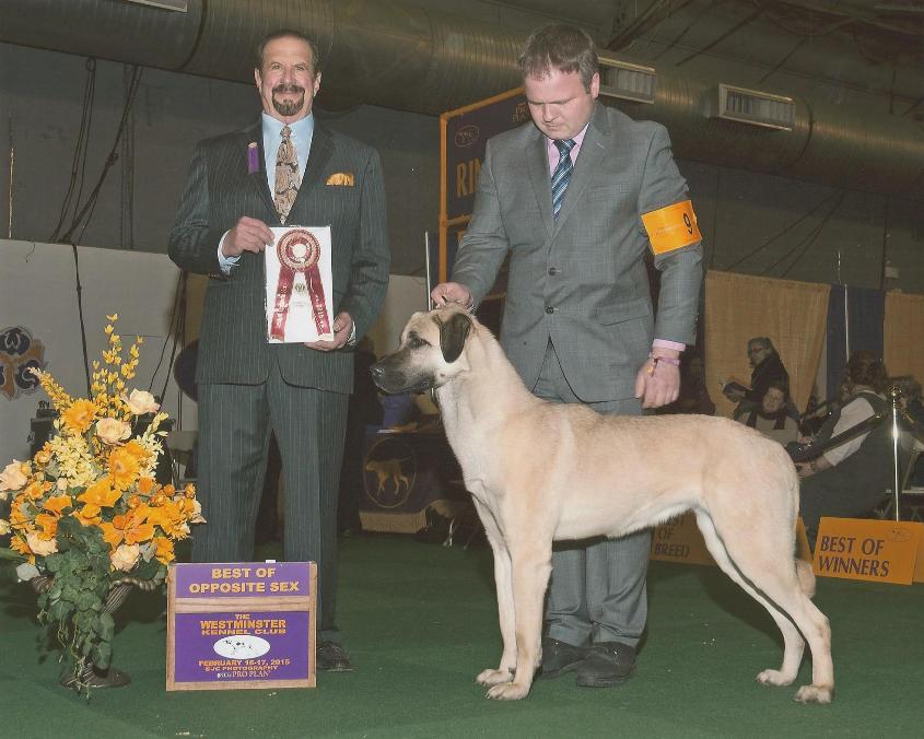 Angel - Anatolian Shepherd Dog