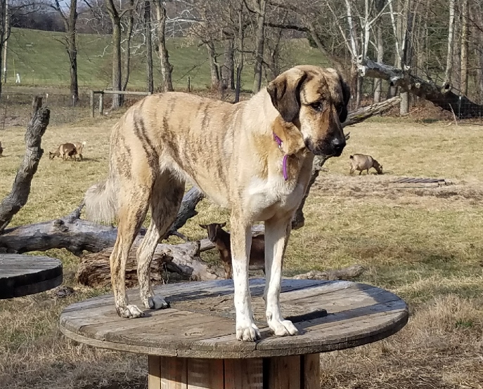 Boots Anatolian Shepherd