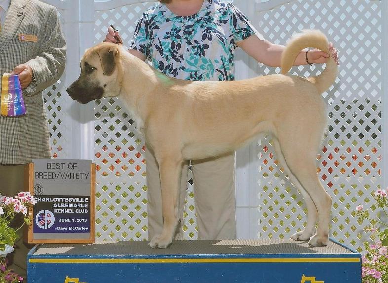 Cinder skyview anatolians