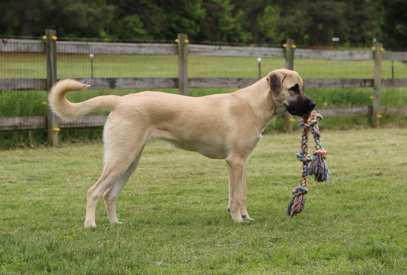 Cinder - anatolian shepherd