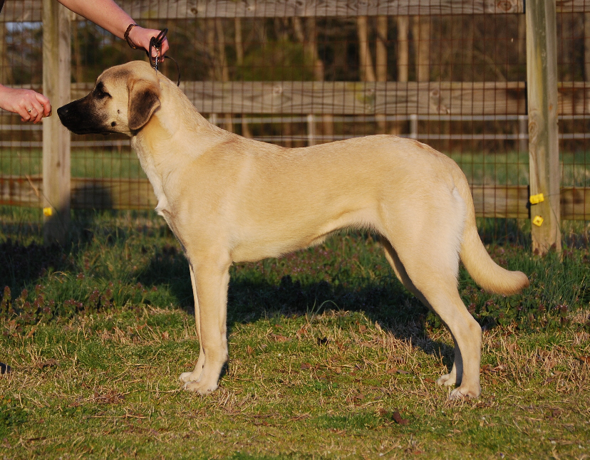 Cinder Anatolian puppy