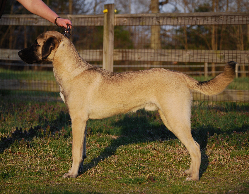 Bolt Anatolian puppy