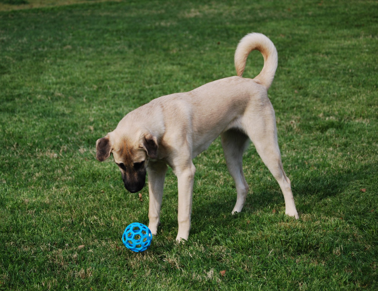 Anatolian puppy cinder 