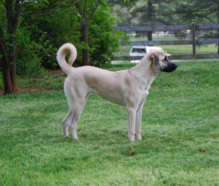 Cinder anatolian puppy 