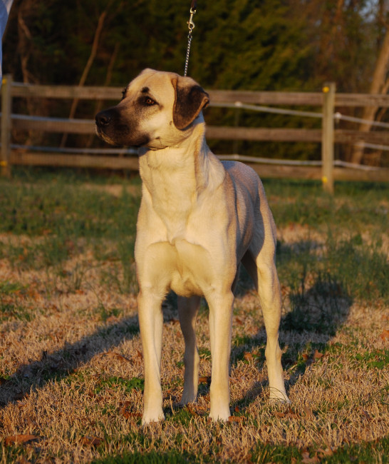 Markie anatolian puppy champ