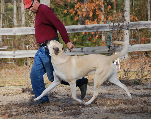 markie at 13 months - skyview anatolians