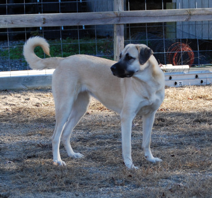 Markie skyview anatolians