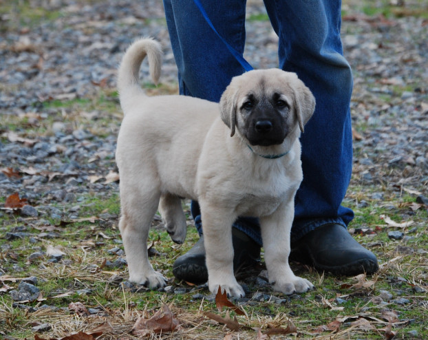 Skyview Anatolian puppies