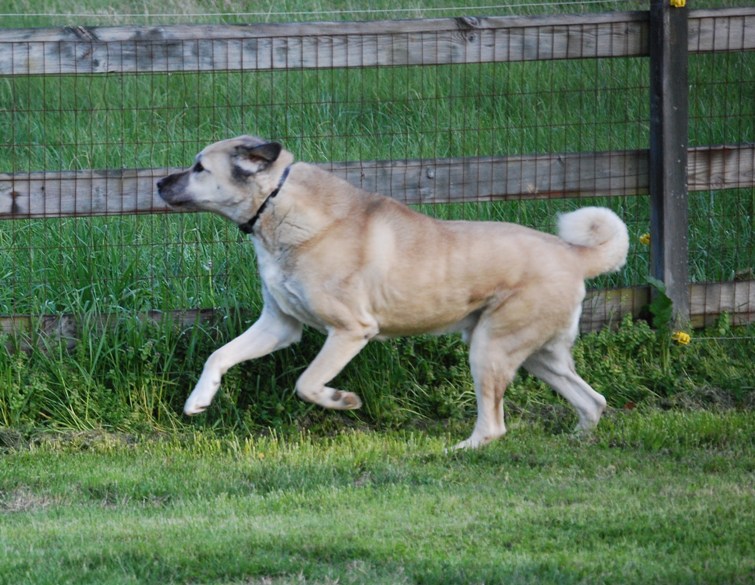 Duke - Anatolian Shepherd