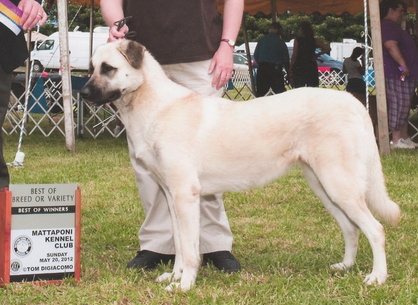 Grey BOB Mattaponi 2012 