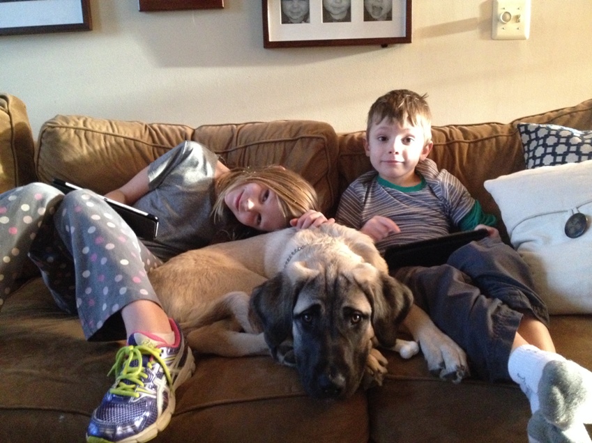 Anatolian shepherd puppies