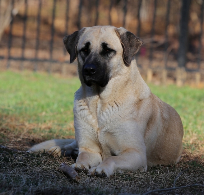 anatolian shepherd
