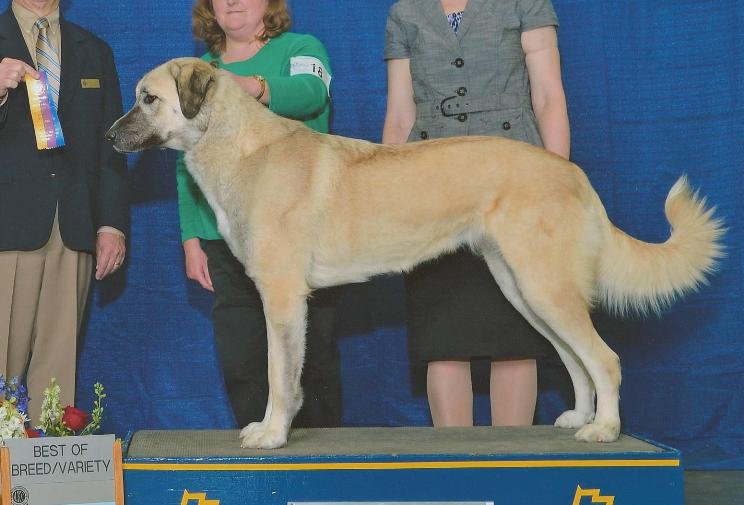 Maggie Best of Breed