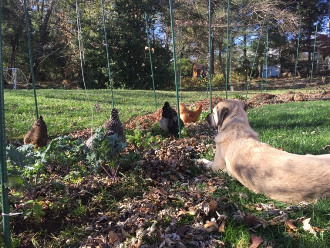 Anatolian guarding chickens