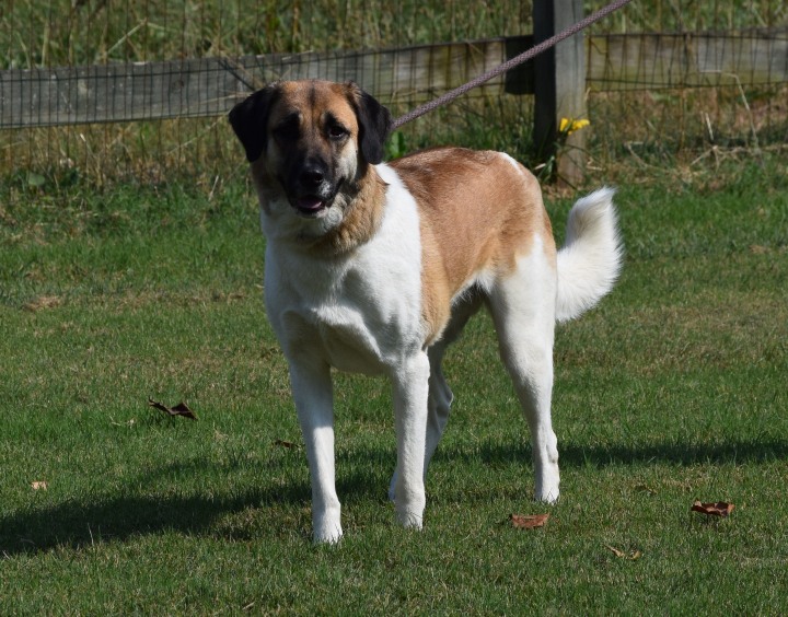 Polly - Anatolian Shepherd