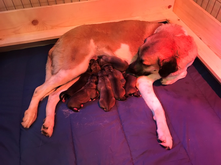 Anatolian Shepherd Puppies