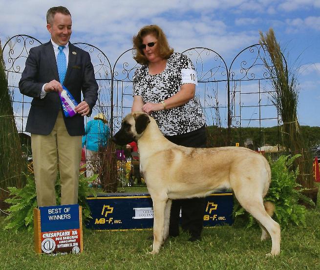 Sapphire - anatolian shepherd