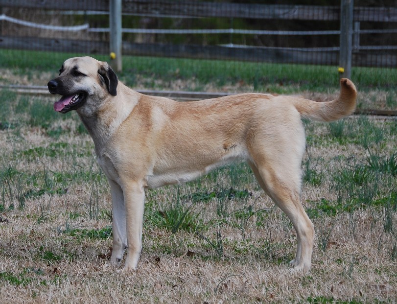 anatolian shepherd dog - Trouble