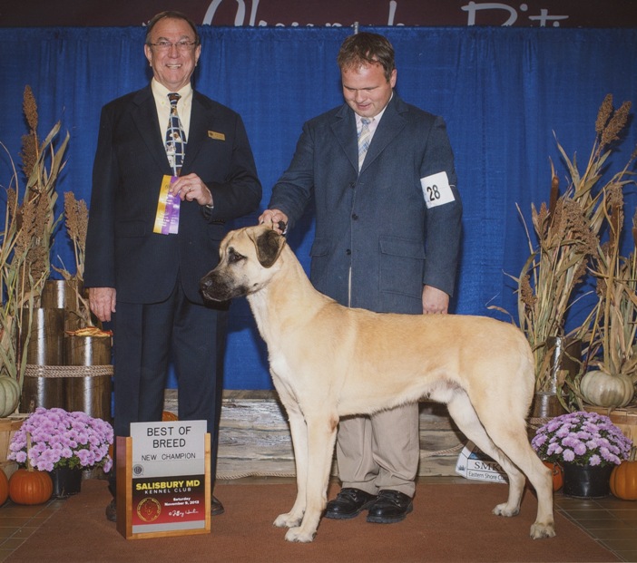 anatolian shepherd