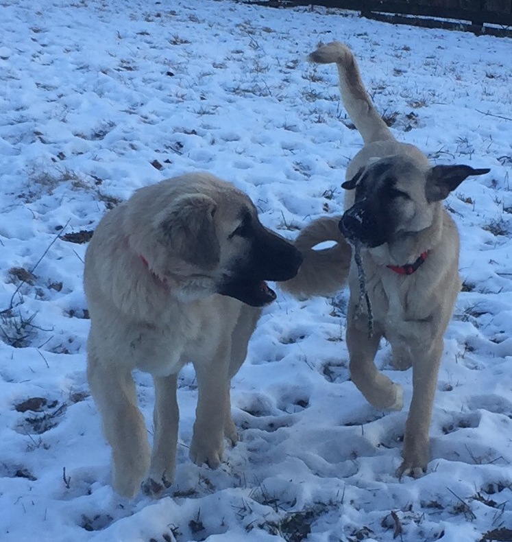 Anatolian shepherd pups
