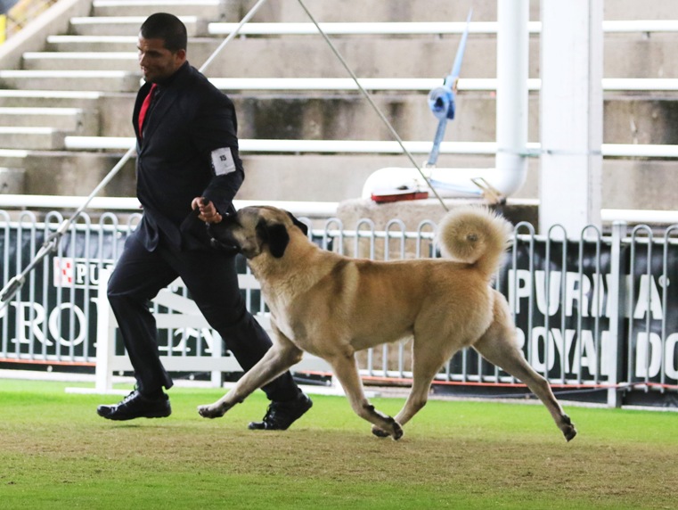 Jaffa - Anatolian shepherd