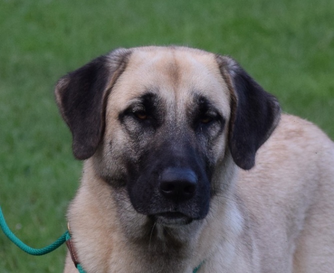 Jayda Anatolian Shepherd