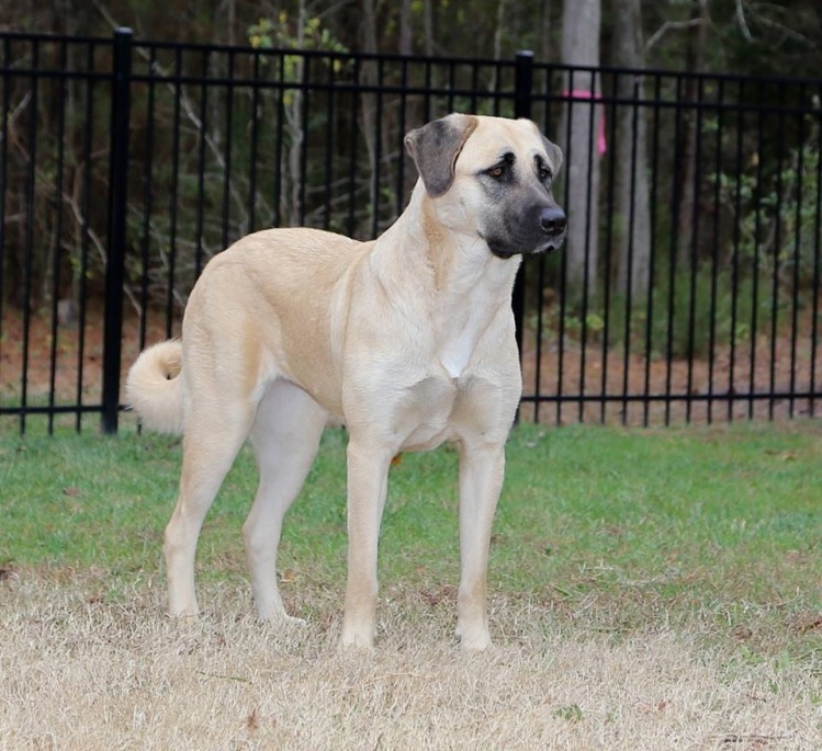 anatolian shepherd