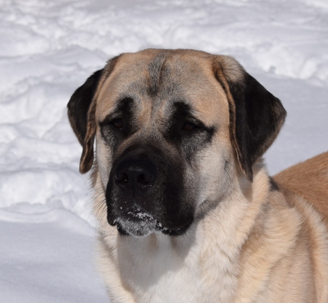 King anatolian shepherd