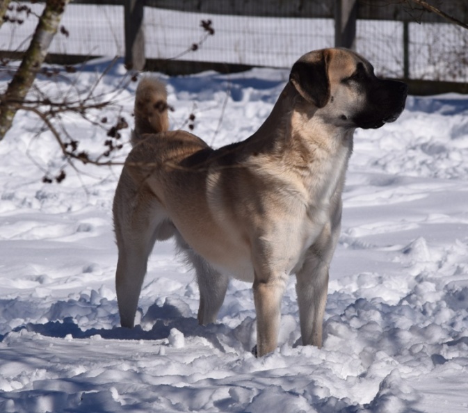 King - anatolian shepherd