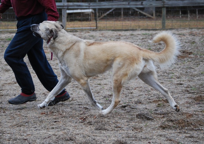 maggie anatolian shepherd