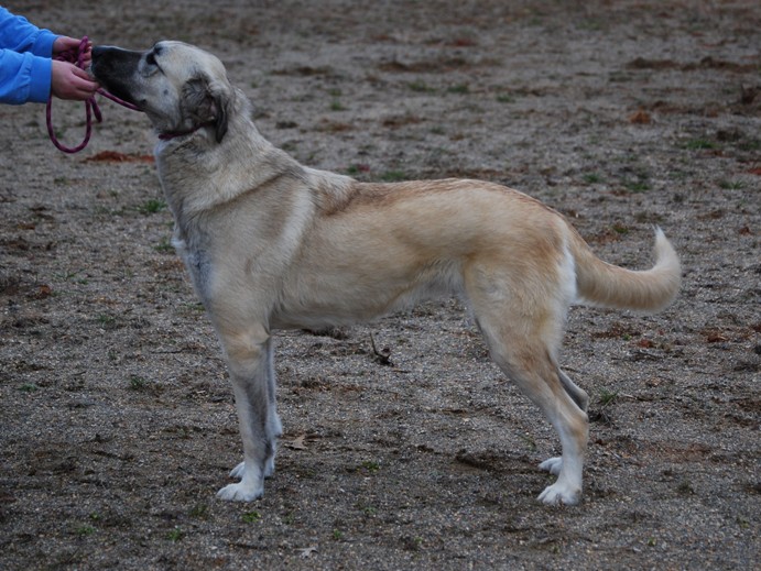 maggie anatolian shepherd
