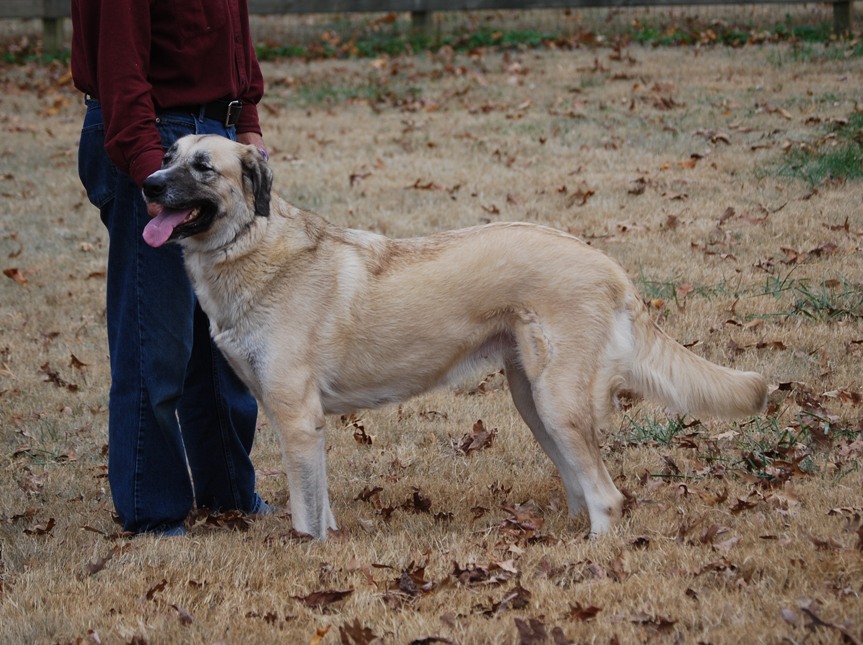 anatolian shepherd dog