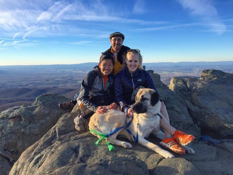 Blair Anatolian Shepherd 