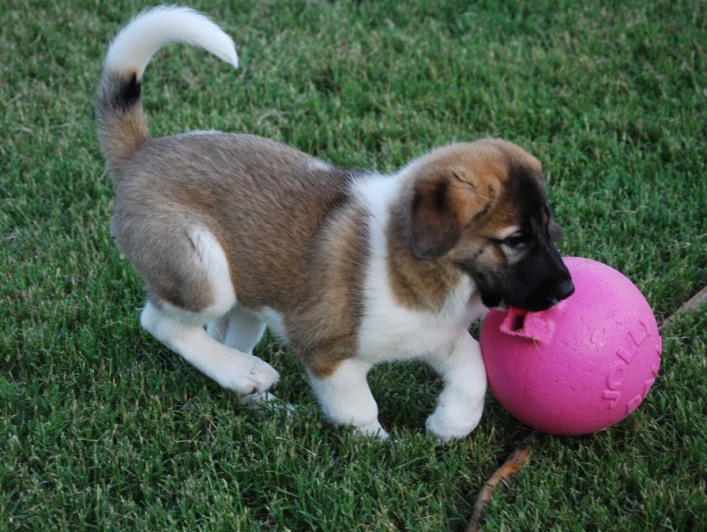 Polly - Anatolian shepherd