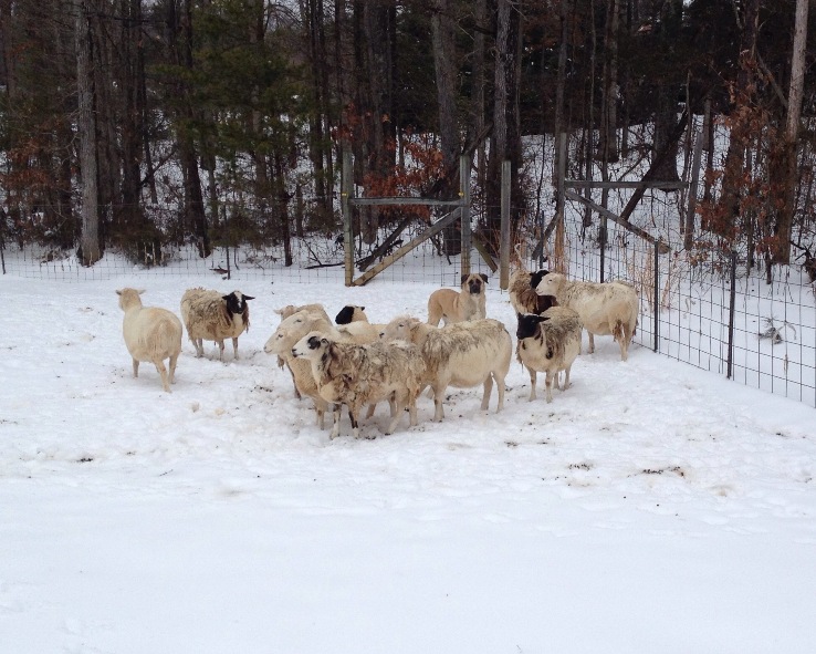 Anatolian with sheep